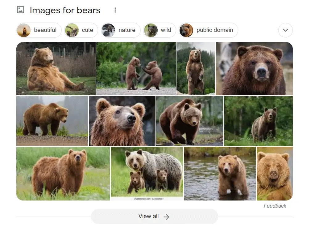 Image Carousels: Bear Photos